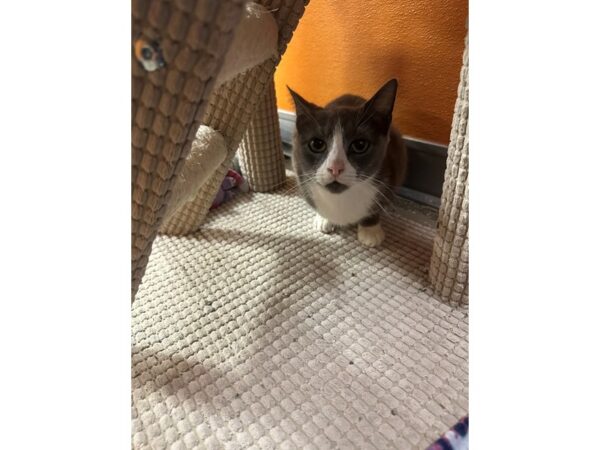 [#60429] Gray and White Female Domestic Short Hair Kittens for Sale
