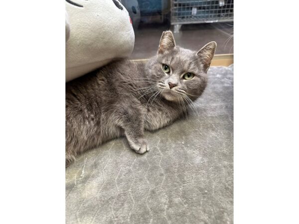 [#60450] Gray Tabby Female Domestic Short Hair Kittens for Sale